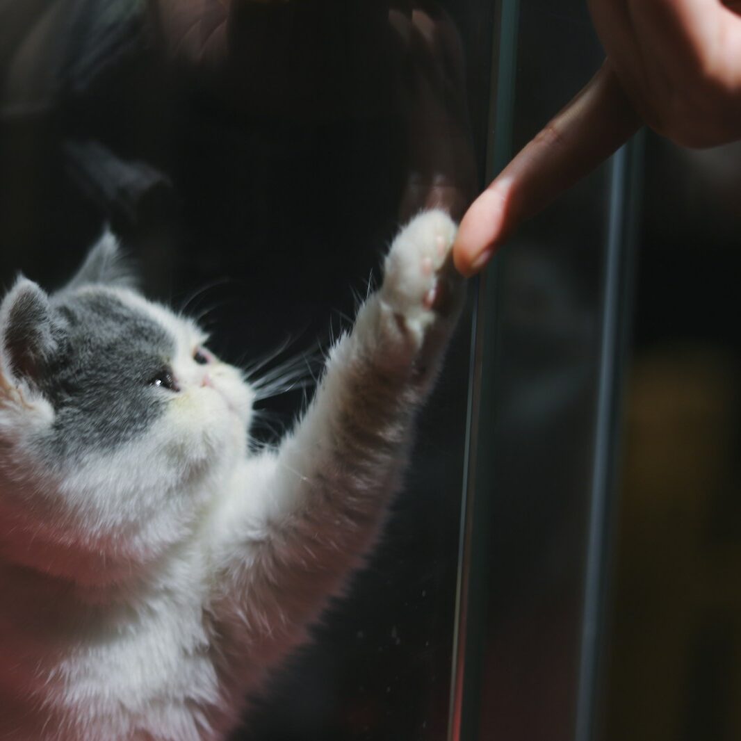 short-fur white cat